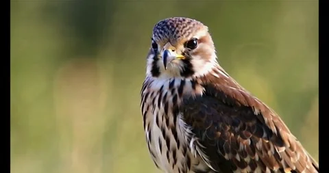 Portrait of an kestrel in summer Stock Footage 280567279