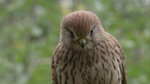 Portrait of an kestrel in summertime  Stock Footage 277812794