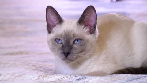 Portrait of a kitten in the bedroom on the bed. Stock Footage 173415871