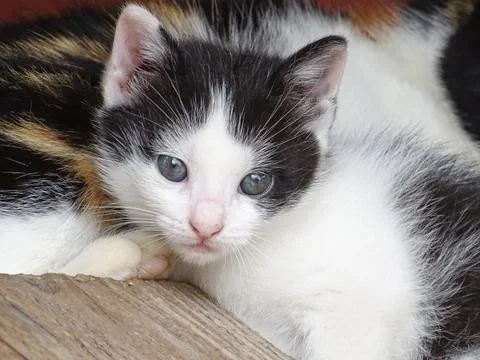 Portrait of a kitten. Cat Фото