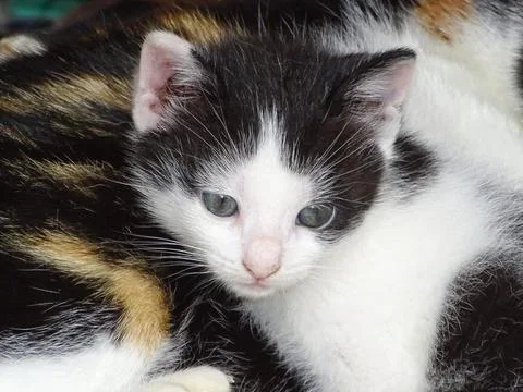 Portrait of a kitten. Cat Фото