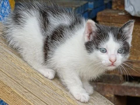 Portrait of a kitten. Cat 스톡 사진