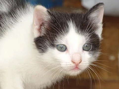 Portrait of a kitten. Cat 写真素材