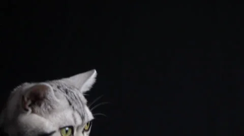 Portrait of Kitten Comes Into the Frame Stock Footage 35500556