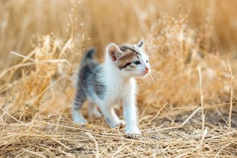 Portrait of a kitten in dry grass. First walk Stock Photos