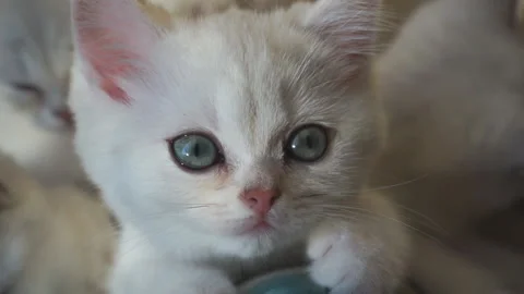 Portrait of a kitten with green Video stock 125321783