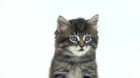 Portrait kitten isolated on a white background Video stock 81664742