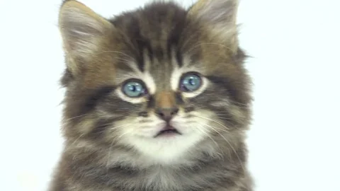 Portrait kitten isolated on a white background in studio shot Stock Footage 82111045
