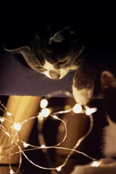 A portrait of a kitten looking down at some fairy lights ready to start playi Stock Photos