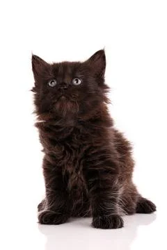 Portrait of a kitten looking up on a white background. Stock Photos