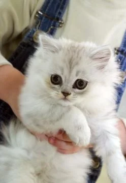 Portrait of a kitten Stock Photos