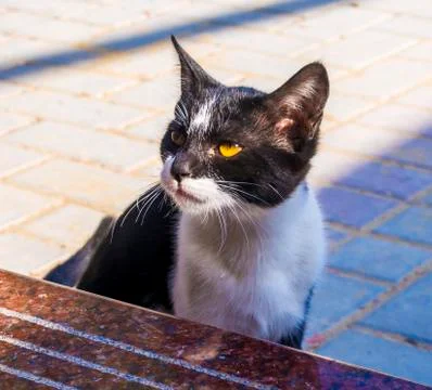 A portrait of a kitten 스톡 사진