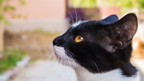 A portrait of a kitten 스톡 사진