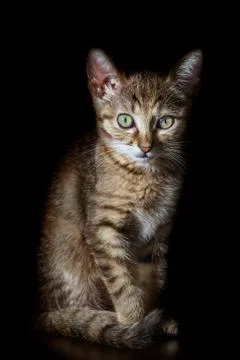 Portrait of Kitten Stock Photos