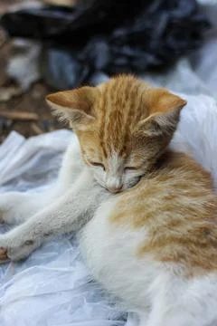 Portrait of a kitten	 Stock Photos