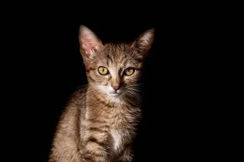 Portrait of Kitten Portraite of Little Outbred Kitten over Black Backgroun... Stock Photos