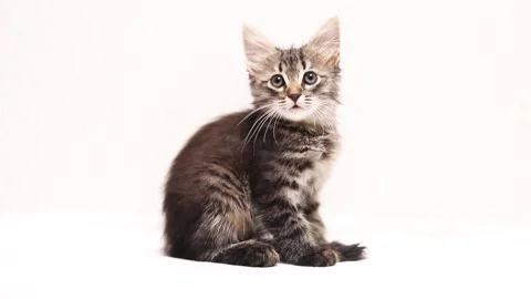 Portrait of a kitten on a white background . Kitten copyspace . An article about Stock Footage 209143202