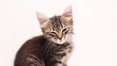 Portrait of a kitten on a white background . Kitten copyspace . An article about Stock Footage 209143225