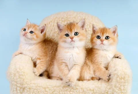Portrait of kittens' group. Studio shot. Stock Photos