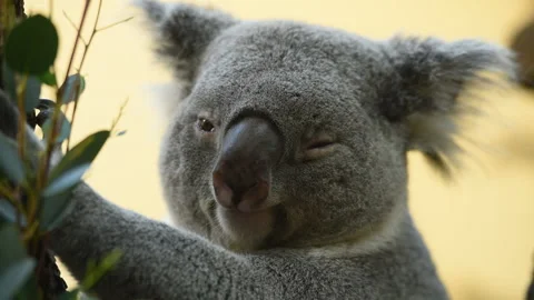 Portrait of koala Stock Footage 96843826