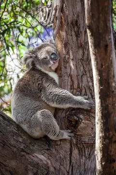 Portrait of Koala hugging a tree. Stock Photos