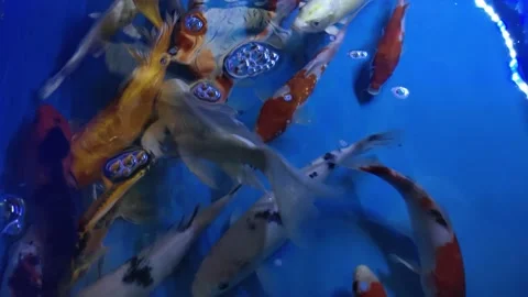 Portrait of a koi fish (Cyprinus rubrofuscus) in a water reservoir Stock Footage 153505807
