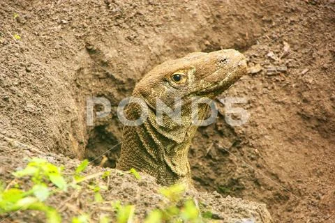 Portrait of Komodo dragon digging a hole on Rinca Island in Komodo National P Stock Photos