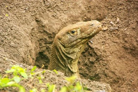 Portrait of Komodo dragon digging a hole on Rinca Island in Komodo National P Stock Photos