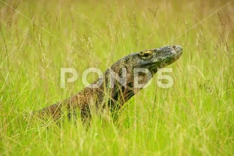 Portrait of Komodo dragon lying in grass on Rinca Island in Komodo National P Stock Photos