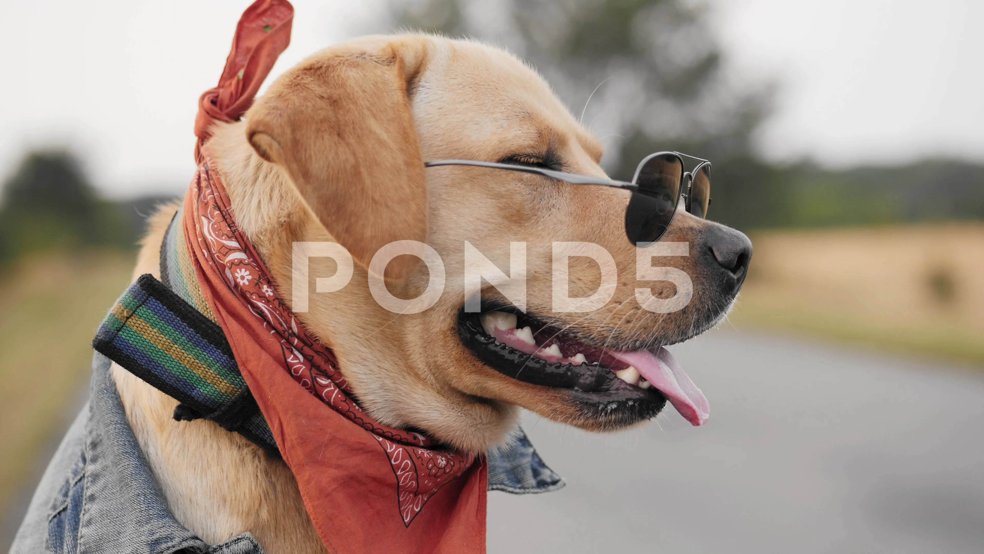 Labrador sunglasses sales