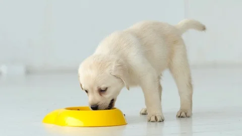Portrait of labrador puppy eats from a yellow bowl on a floor Stock Footage 88650701