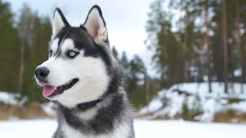 Portrait of Laika Husky on the background of the forest Stock Footage 171617860
