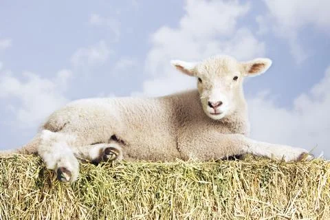 Portrait of a lamb lying on hay against sky background Stock Photos