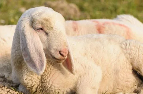Portrait of lamb Stock Photos
