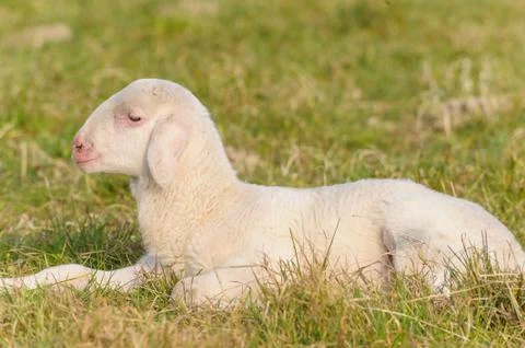 Portrait of lamb Stock Photos