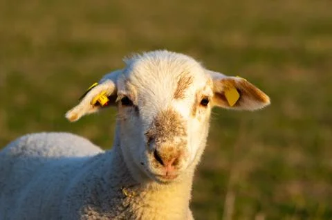 Portrait of a lamb Stock Photos