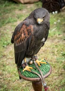 Portrait of Lanner falcon Stock Photos