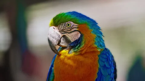 Portrait of a large, brightly colored parrot sits on a perch. Closeup Stock Footage 305105612