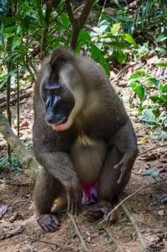 Portrait of large drill monkey alpha male in rain forest of Nigeria Stock Photos