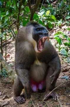 Portrait of large drill monkey alpha male in rain forest of Nigeria Stock Photos