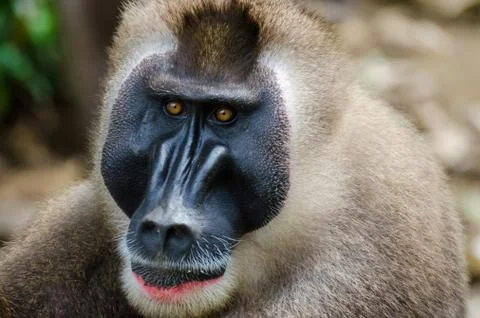Portrait of large drill monkey alpha male in rain forest of Nigeria Stock Photos