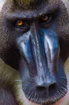 Portrait of large drill monkey alpha male in rain forest of Nigeria Stock Photos