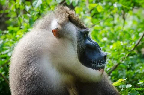 Portrait of large drill monkey alpha male in rain forest of Nigeria Stock Photos