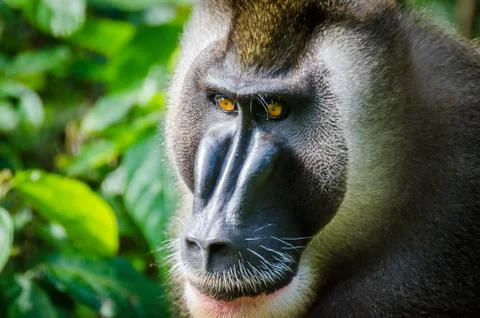 Portrait of large drill monkey alpha male in rain forest of Nigeria Foto stock