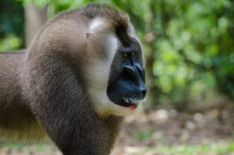 Portrait of large drill monkey alpha male in rain forest of Nigeria Stock Photos