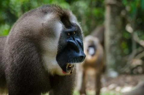Portrait of large drill monkey alpha male in rain forest of Nigeria Stock Photos