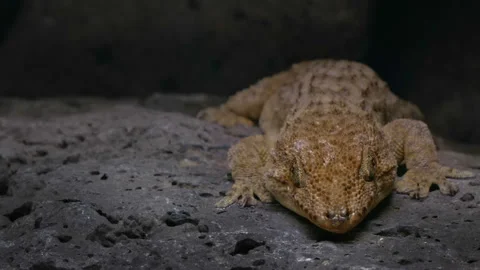 Portrait of a large gecko surrounded by a real environment Видео 101303690