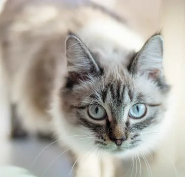 Portrait of a large multi colored cat looking into the camera at home. The co Stock Photos