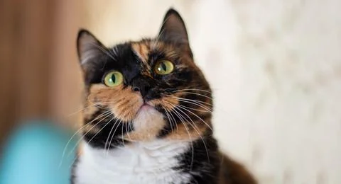 Portrait of a large multi colored cat looking into the camera at home. The co Stock Photos