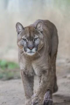 Portrait of a large puma approaching Stock Photos